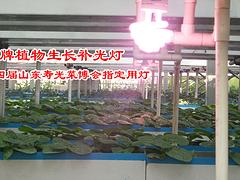 烟台温室植物补光灯_三元朱农业科技出售合格的温室植物补光灯