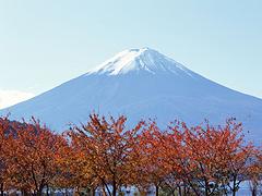 陕西东大寺|有口碑的日本秋之赏枫，陕中旅提供