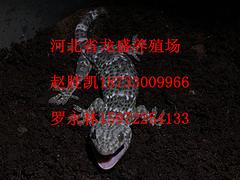 物超所值的蛤蚧哪里有供应：重庆蛤蚧养殖技术