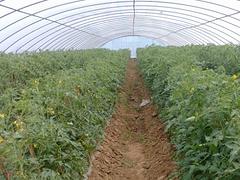 南宁蔬菜种植大棚厂家哪里有 报价合理的南宁蔬菜大棚哪里有