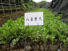 物超所值的八宝景天供应尽在天园苗圃 八宝景天行情
