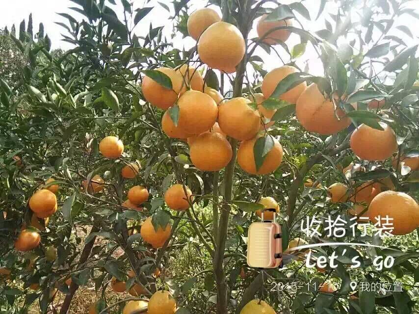 成都市柑橘苗/简阳市锦鹏苗木种植专业合作社