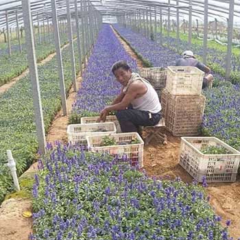 山东青州宿根鼠尾草种植批发基地