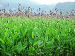 水生花卉 大量供应高性价再力花