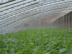 菜菌一体温室大棚承建商：想要专业的蔬菜温室大棚就找轩农温室园艺