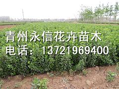 河北卫矛 想要优惠的卫矛就来永信花卉苗木