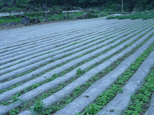 河北农用地膜厂家 农用地膜资讯 农用地膜价格 农用地膜批发