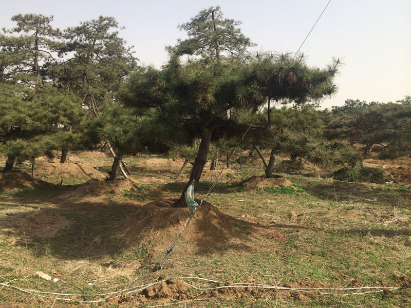 想要至好的造型黑松就来万丰园林，北京造型黑松树