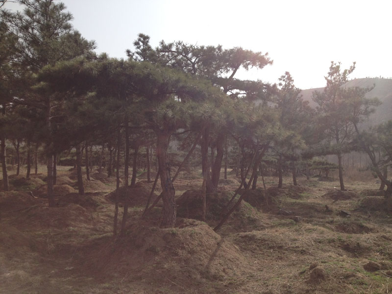 风暴来袭！泰安风景松价格/基地/高清图片