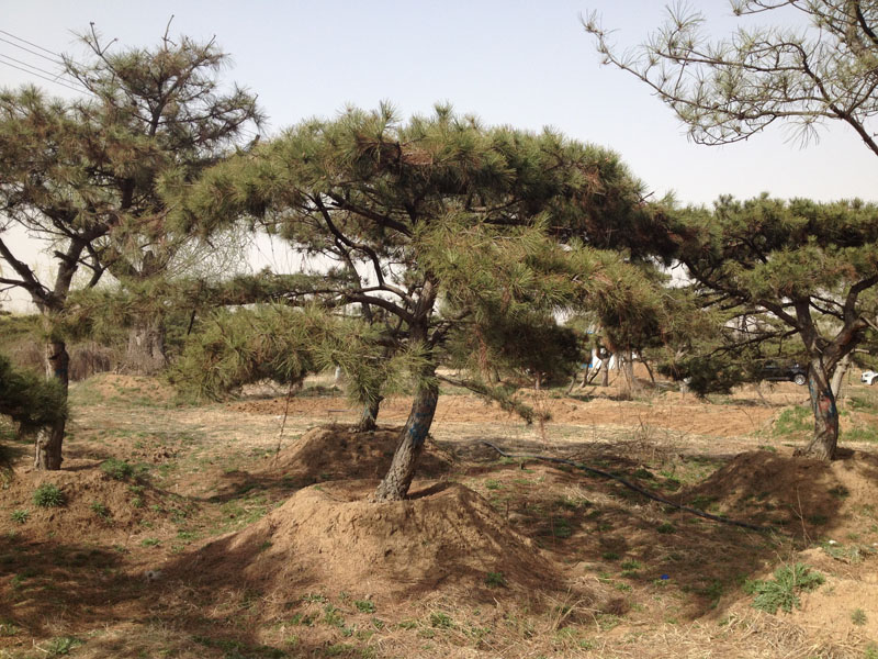 跪求：广西哪里有成活率高泰山景观松？泰山景观松价格