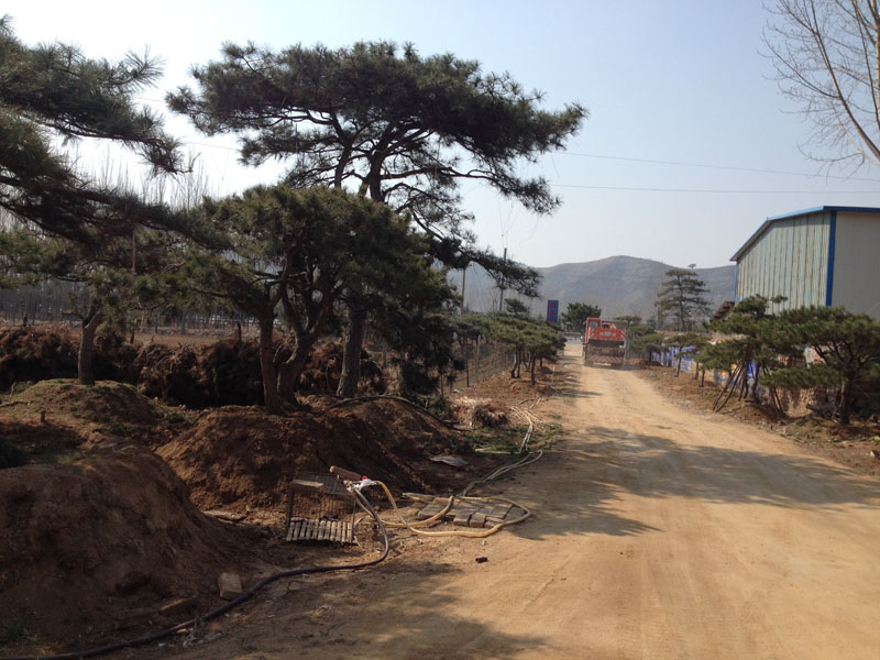 明星力荐：造型松树供应基地：泰安造型松树价格