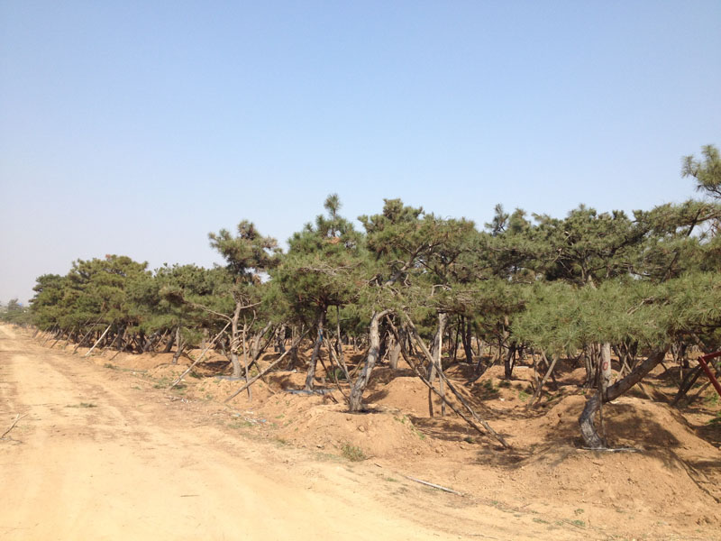 【薄利多销】山东造型景松价格/基地