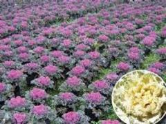 潍坊专业的羽衣甘蓝提供商_绿化草花种植