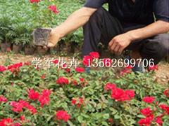 潍坊销量好的红宝石月季供应：批发红宝石月季