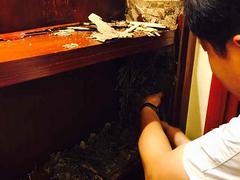 园林树木白蚁防治方法_{yl}的白蚁防治【荐】