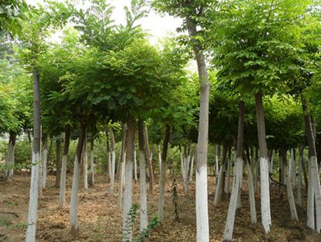山东优质速生国槐供应商：速生国槐苗价格