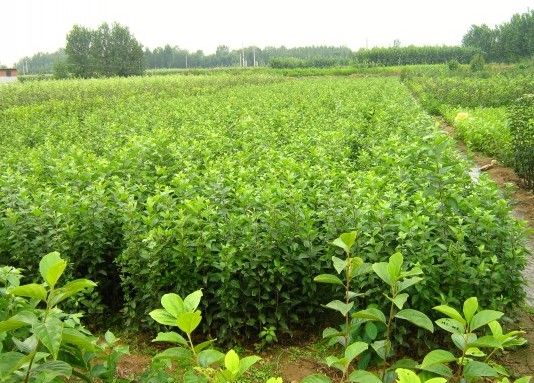 大吉大利  湖南6公分西府海棠苗批发价格