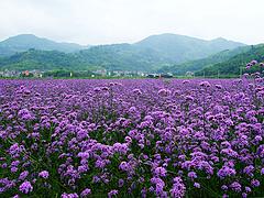 马鞭草基地，长期供应马鞭草