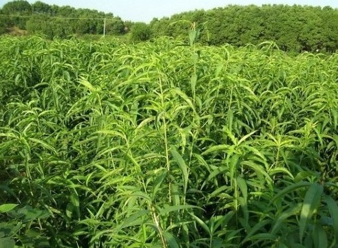 布鲁克斯樱桃苗|潍坊布鲁克斯樱桃苗|布鲁克斯樱桃苗种植技巧