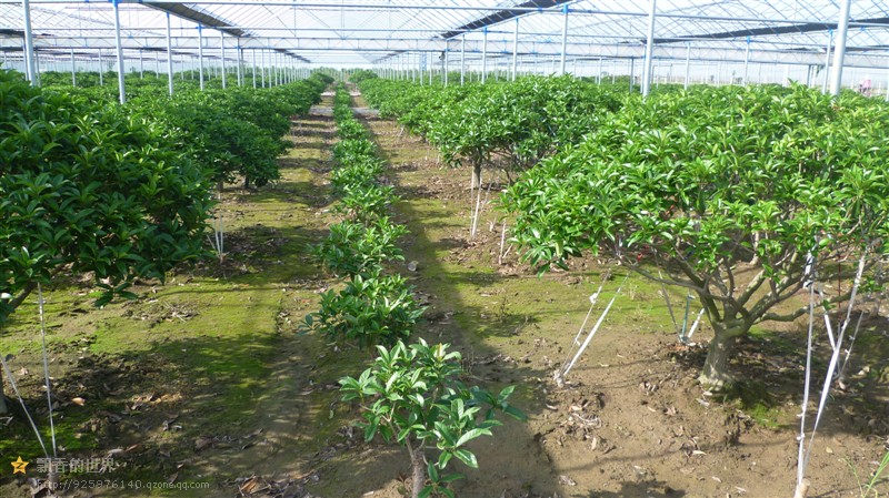 滨州桂花树 想要抢手的桂花树就来太平桂花基地