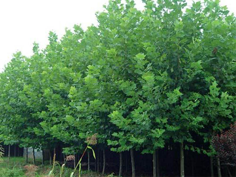 速生法桐种植基地/方林/速生法桐苗木基地/山东速生法桐基地