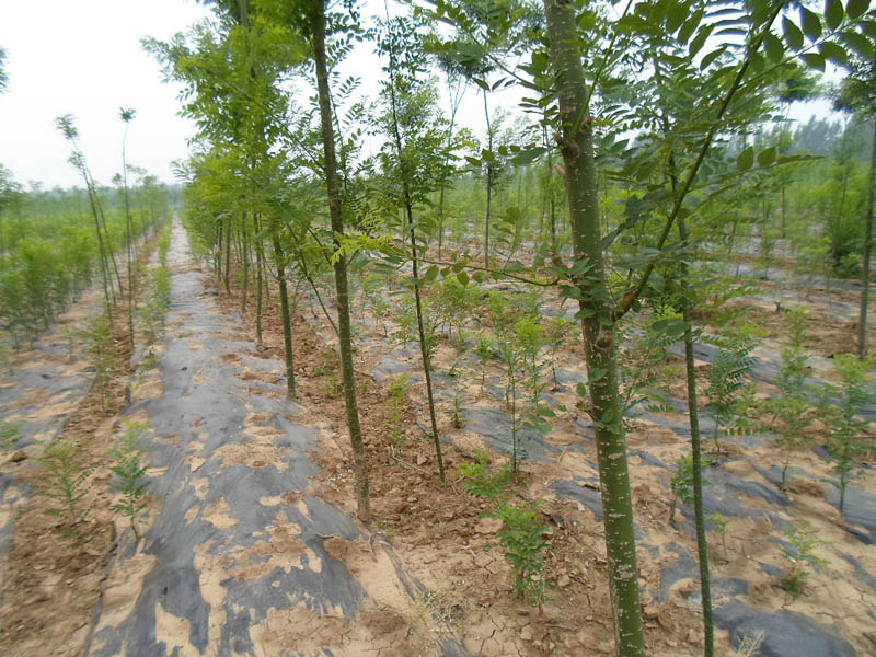 速生国槐小苗价格#山东速生国槐小苗#速生法桐苗木基地-方林