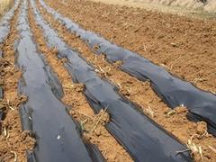 潍坊价位合理的黑地膜·厂家直销——黑地膜销量
