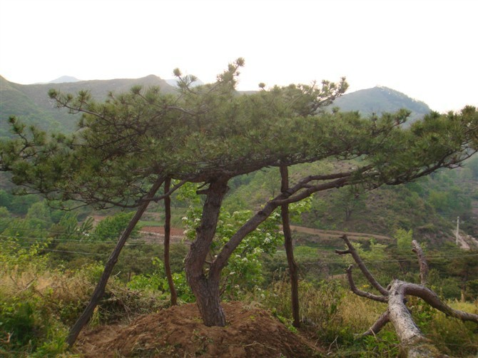 山东造型黑松树_供应山东优质的造型黑松