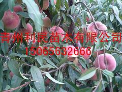 在哪能买到更好的晚熟新品种映霜红 中国新品种桃