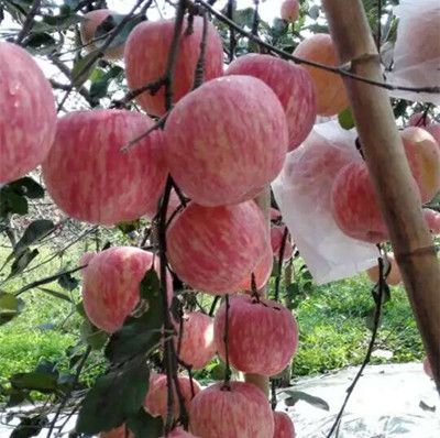 山东苹果苗/临沂爱民果树