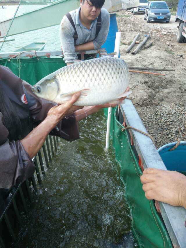 xx中山脆肉鲩来历