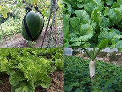 宝安有机蔬菜配送_信誉好的深圳蔬菜供货商