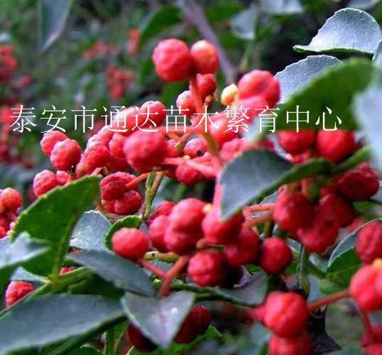 批发大红袍花椒苗，花椒苗什么价格，哪里有花椒苗