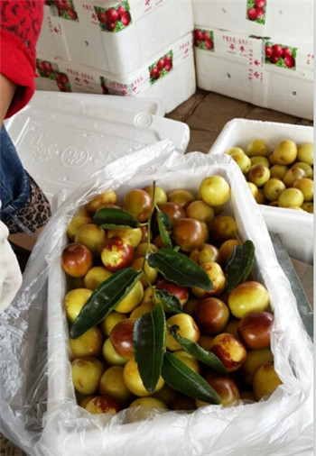 日照冬枣苗怎样种植存活率高