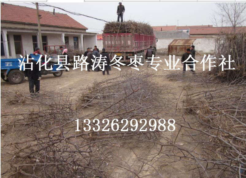 招远冬枣树苗基地