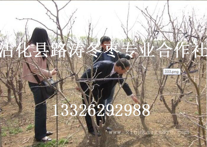 昌邑冬枣树苗种植基地