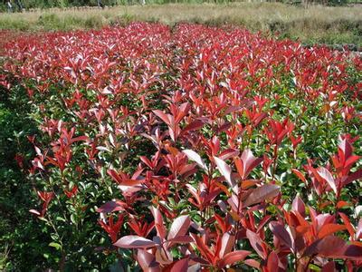 红叶石楠球种植基地#山东红叶石楠球基地#红叶石楠球价格