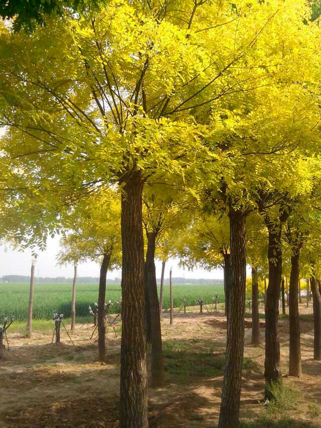 黄金槐基地，黄金槐种植基地-青州建明花卉苗木