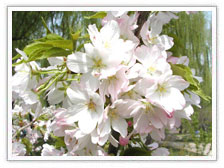 青州樱花价格，青州樱花种植基地-建明花卉