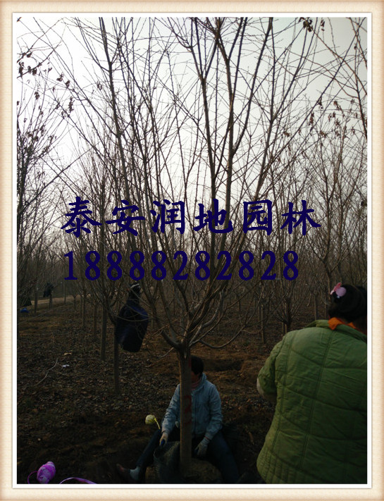 泰安樱花：泰安樱花价格 10公分樱花：12公分樱花 14公分樱花：15公分樱花 18公分樱花价格