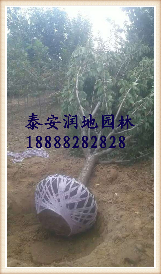 泰安4公分5公分6公分7公分8公分樱花价格