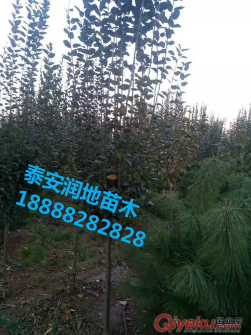 泰安木槿花/泰安红叶碧桃/泰安龙柱碧桃/泰安西府海棠/泰安紫叶李