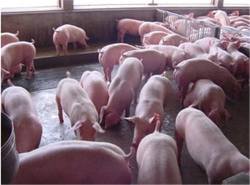 出售良种三元苗猪母猪  