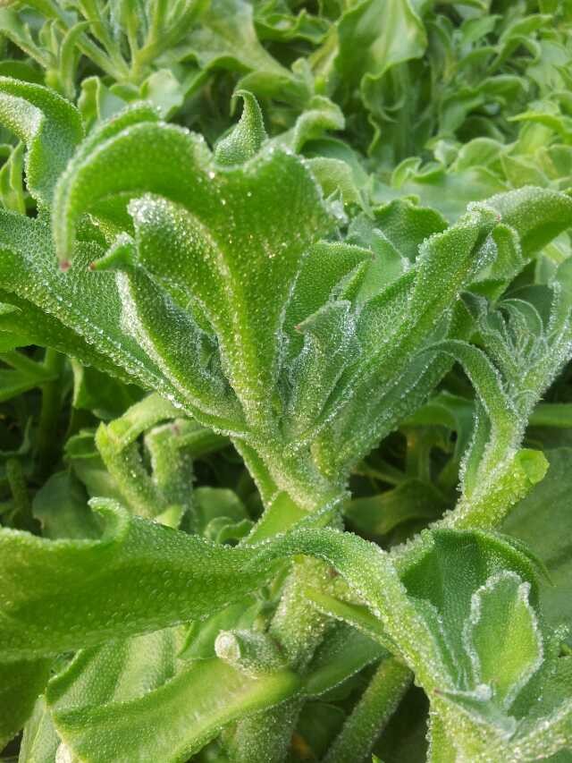 蔬菜种子供应_特色蔬菜水晶冰草冰菜种子_找寿光朝阳种苗