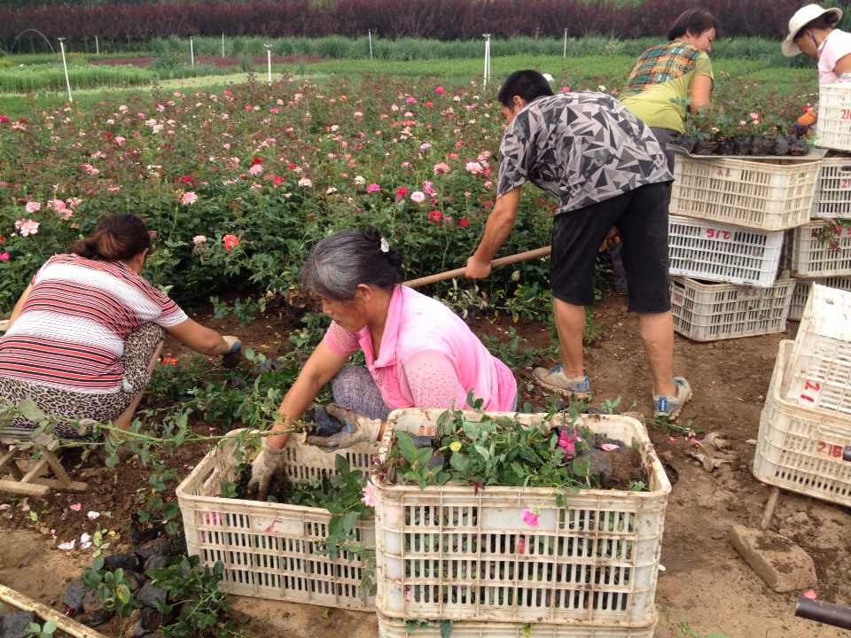 （号外号外）-【垂吊牵牛种植】+【河北矮牵牛】+【蔷薇月季批发】