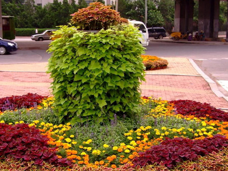 （山东芝樱基地）--（山东芝樱批发）--（山东芝樱价格）