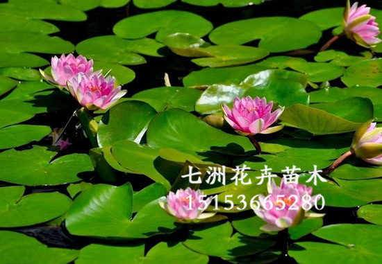 【热销ing。。】水生植物生产基地/睡莲批发/睡莲价格/睡莲生产厂家