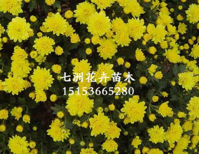 看这里！品种月季种植【专业】扶芳藤批发【so便宜】地被菊批发