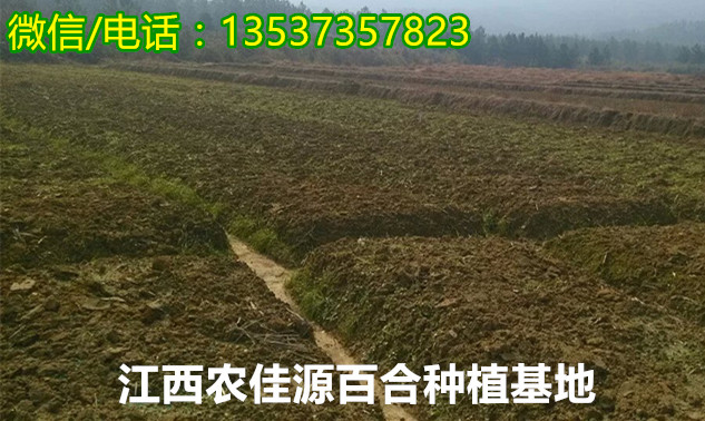 潮州鲜百合市场价格