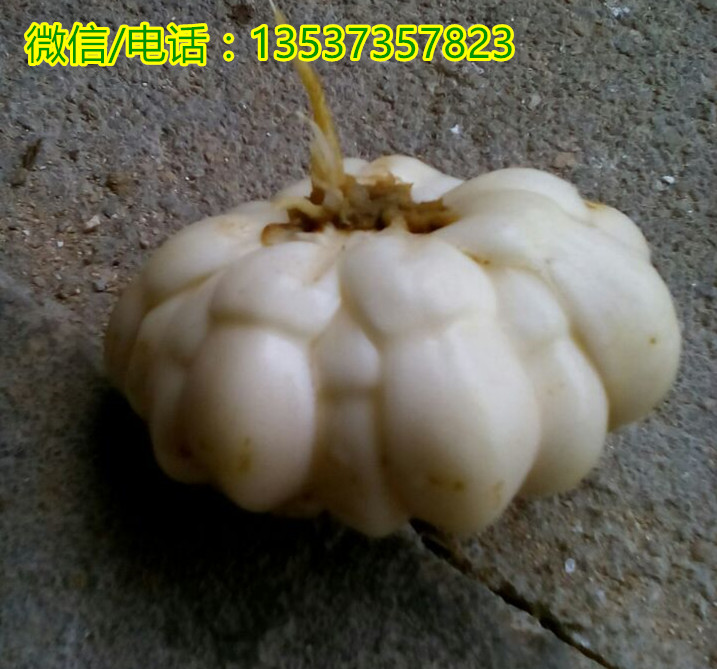 增城鲜百合多少钱一斤